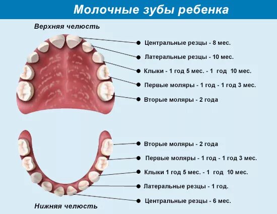 Ребенку 2 года 12 зубов. Сколько зубов у ребёнка в 2 года. Коренные зубы у детей в 2 года.
