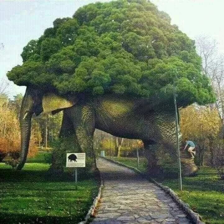 Можжевельник на острове йерро. Морровинд город телванни. Летающий замок. Горные деревья. Ханг нга далат вьетнам.