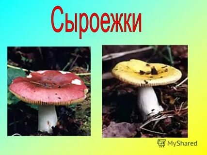 Какую среду освоила сыроежка