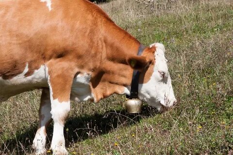 Cow bell