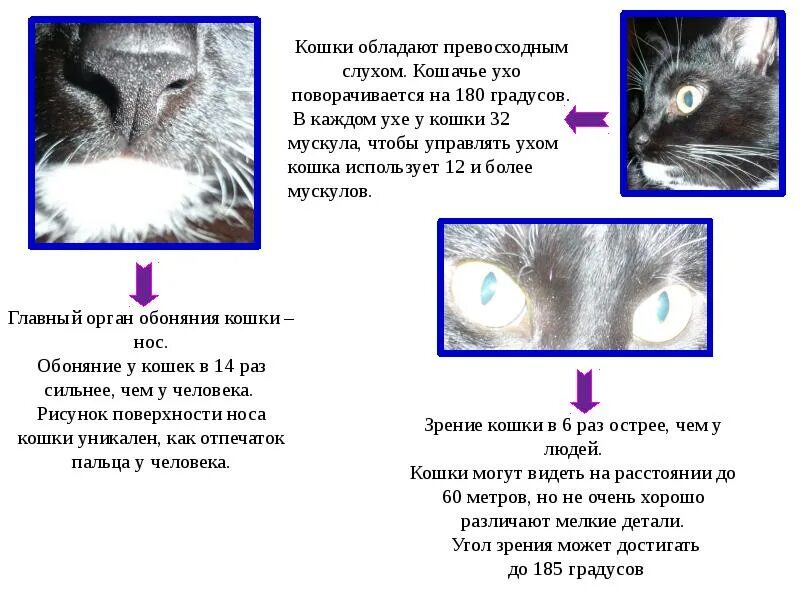 Информация о кошках. Органы чувств у котов. Органы обоняния у кошек. Слух кошки.