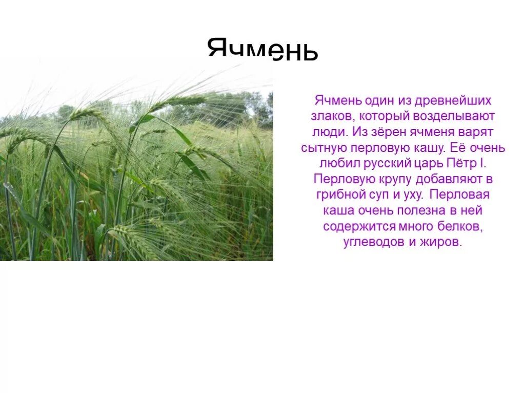 Ячмень культурное растение. Презентация на тему зерновые культуры. Ячмень информация. Проект на тему зерновые культуры. Доклад про ячмень.