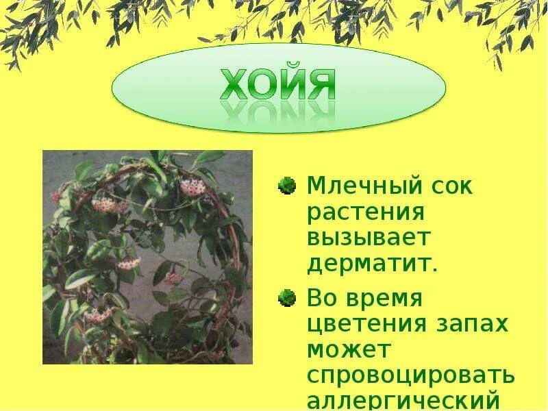 Млечный сок сканворд 6. Сок гевеи. Натуральный каучук. Гевея каучук добыча. Полый стебель.