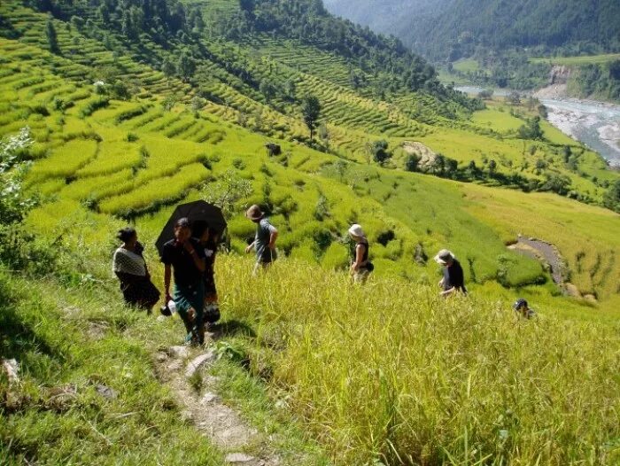 Непал сельское хозяйство. Непал Лесное хозяйство. Земледелие в горах. Земледелие в Непале.
