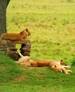 A lion sleep during the day