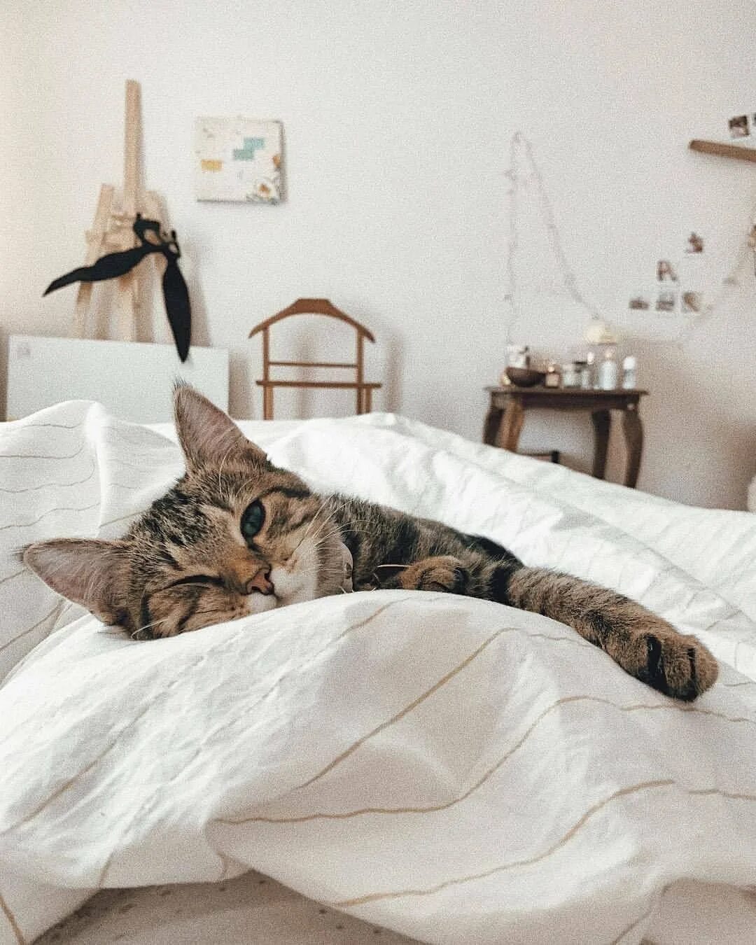 Где нужно проснуться. Котик в кровати. Кровать для кошки. Утренний котик. Котик в постельке.