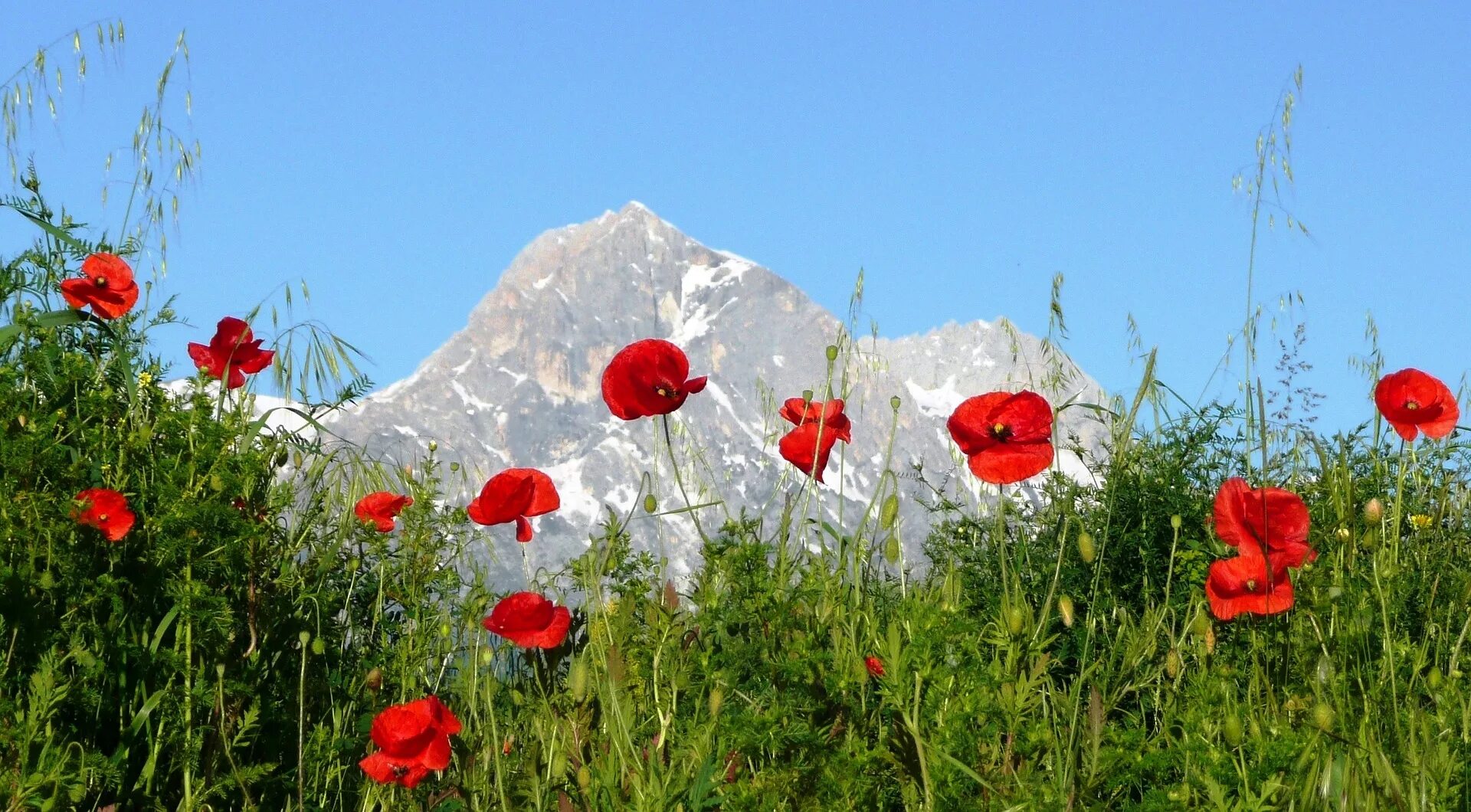 А на горе мак. Чуйская долина мак. мак альпийский papaver alpinum. маковое поле бештау. реликтовые маки на бештау.