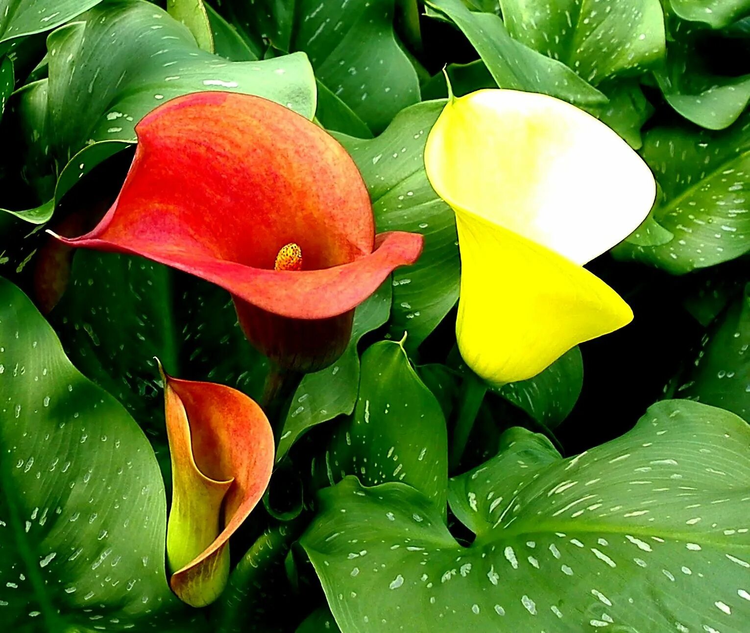 Калла (Zantedeschia) Самур. Калла (Zantedeschia) Пако. Зантедеския (Калла) (Zantedeschia). Белокрыльник (Калла).