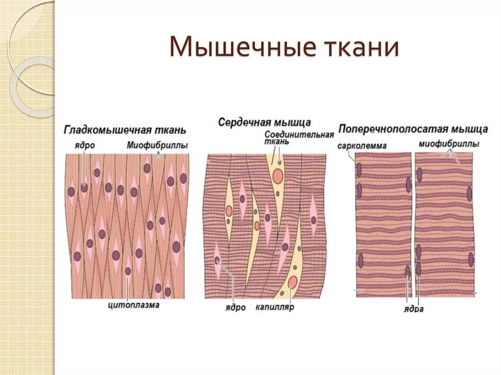 Строение клетки гладкая мышечная ткань. Схема строения мышечной ткани. Строение гладкой мышечной ткани рисунок. Схема строения гладкой мышечной ткани. Структура ткани мышечной ткани.