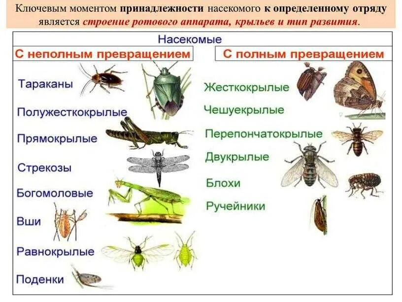 Отряды с полным и неполным превращением. У кого развитие с неполным превращением у насекомых. Отряды насекомых с полным и неполным превращением. Полное и неполное превращение насекомых примеры.