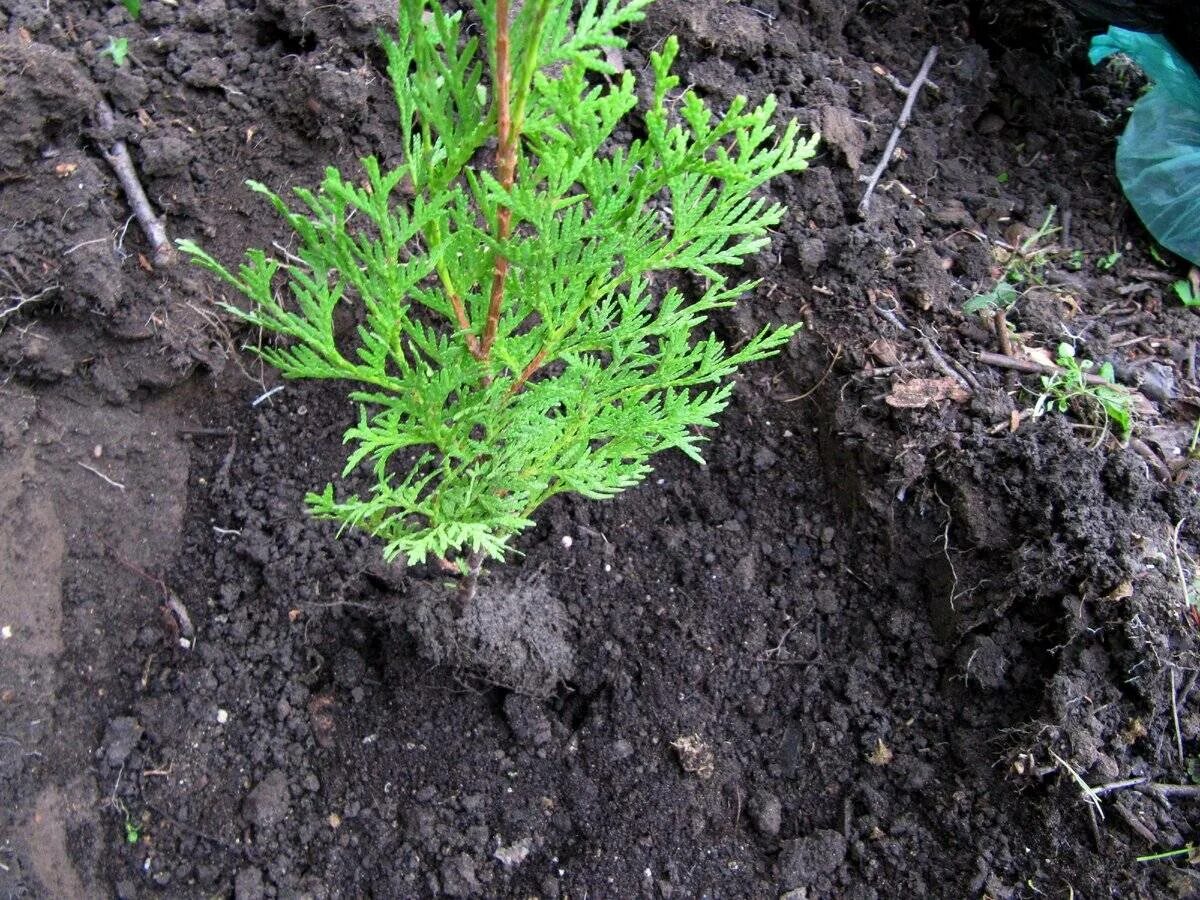Посадка туи как правильно посадить тую. Туя западная thuja occidentalis семена. сеянцы туи западной. всходы туи брабант. черенки туи западной с пяточкой.