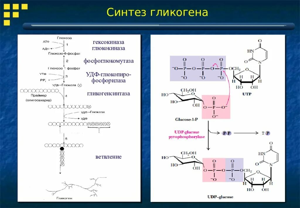 Биосинтез гликогена. Синтез гликогена из Глюкозы в печени. Составьте схему синтеза гликогена. Синтез гликогена из Глюкозы реакция. "Гликогеногенез — Биосинтез гликогена".