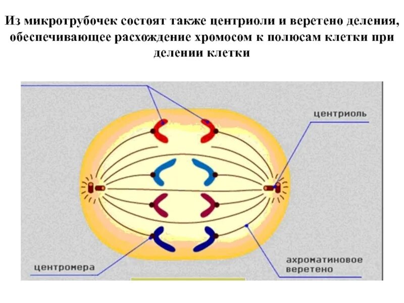 Вещество разрушающее микротрубочки веретена деления. Митоз Веретено деления. Центриоли Веретено деления. Центриоли Веретено деления метафаза. Митотического веретена анафаза.