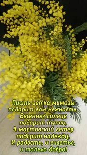 Мимоза афоризмы
