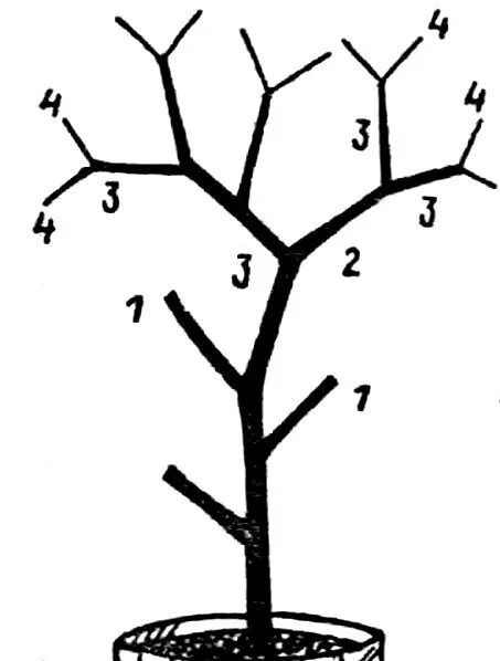 Схема обрезки цитрусовых. Прищипывание боковых побегов. Как формировать лимон. Формирование лимона. Обрезать лимонное дерево.