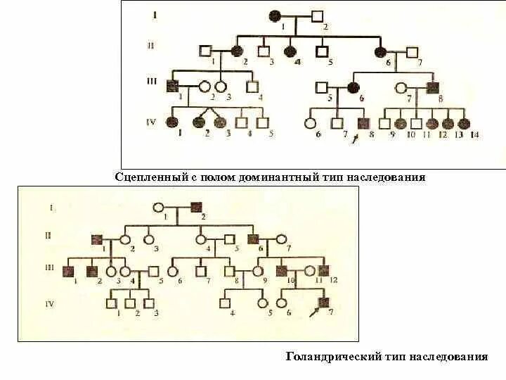 Голандрический Тип наследования родословная. Х сцепленный доминантный Тип наследования генотип. X сцепленное рецессивное наследование схема голандрическое. Х сцепленный рецессивный Тип наследования.