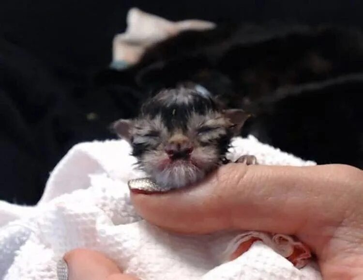 Котенок с двойным носиком. Новорожденные котята уродцы