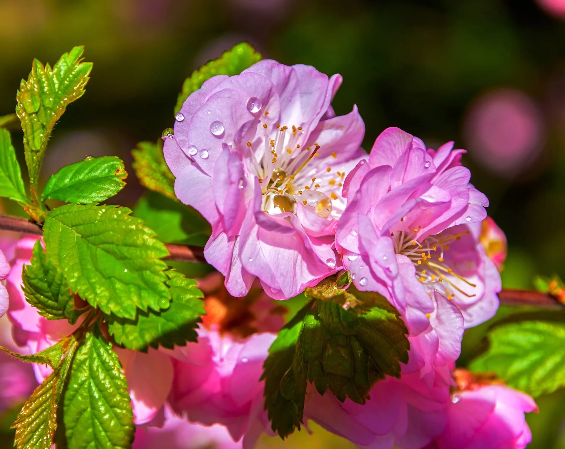 Мать-и-мачеха. Что быстрее зацветает. Что быстрее зацветает. Весенние первоцветы мать и мачеха. Цветущее дерево.