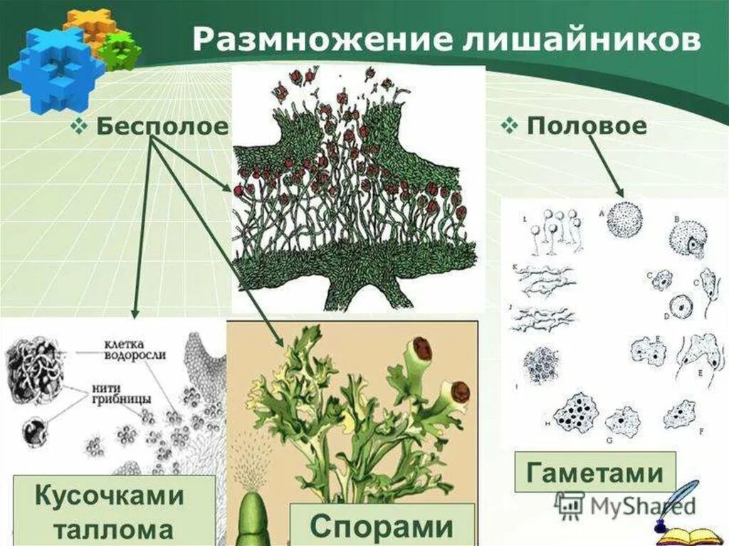 Фотосинтез прикрепленный образ жизни неклеточное строение бесполое