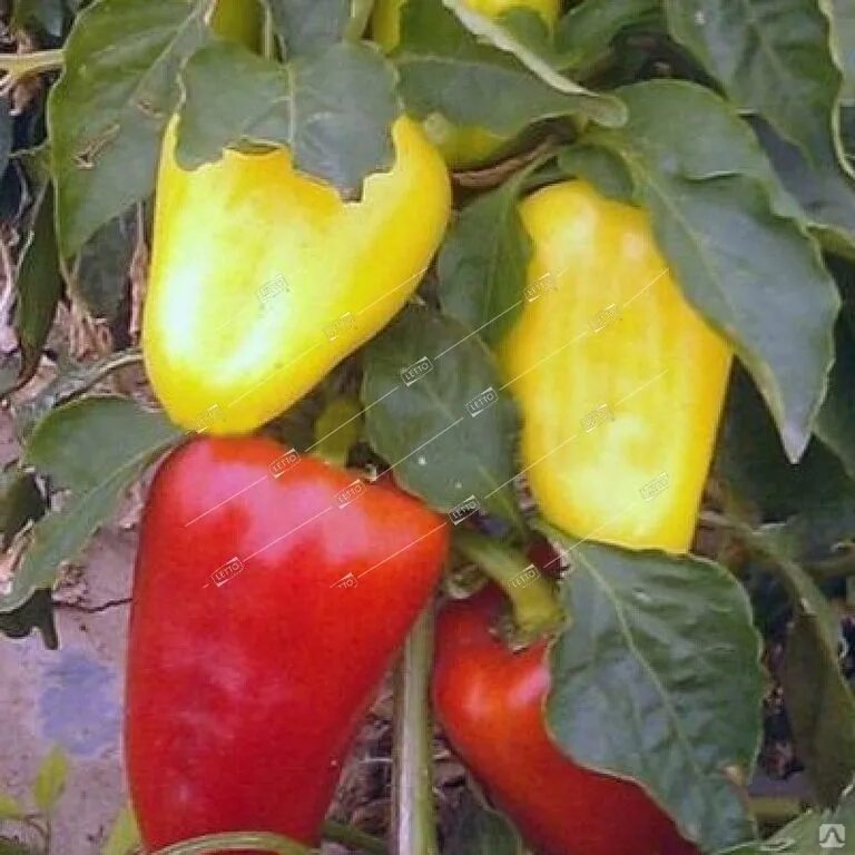 Перец болгарский лотта f1. Сорт перца похожий на краснодарский. Семена перца фишт. Перец лотта f1 5 шт. Перец лотта.
