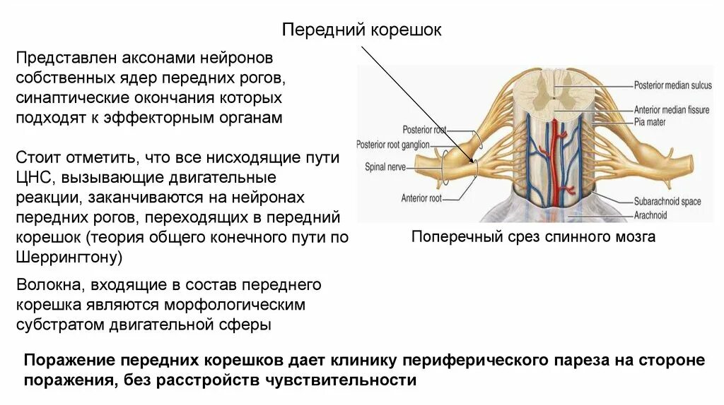 Поражение корешковых нервов. Поражение Корешков спинного мозга. Поражение передних Корешков спинного мозга. Синдром поражения переднего корешка спинного мозга. Поражение передних Рогов спинного мозга.