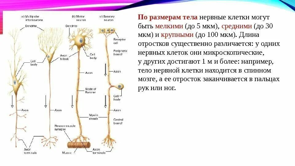 Нейроны головного мозга строение. Структура нейронов головного мозга. Нейроны головного мозга схема. Строение нервной клетки головного мозга. Длинные отростки головного мозга