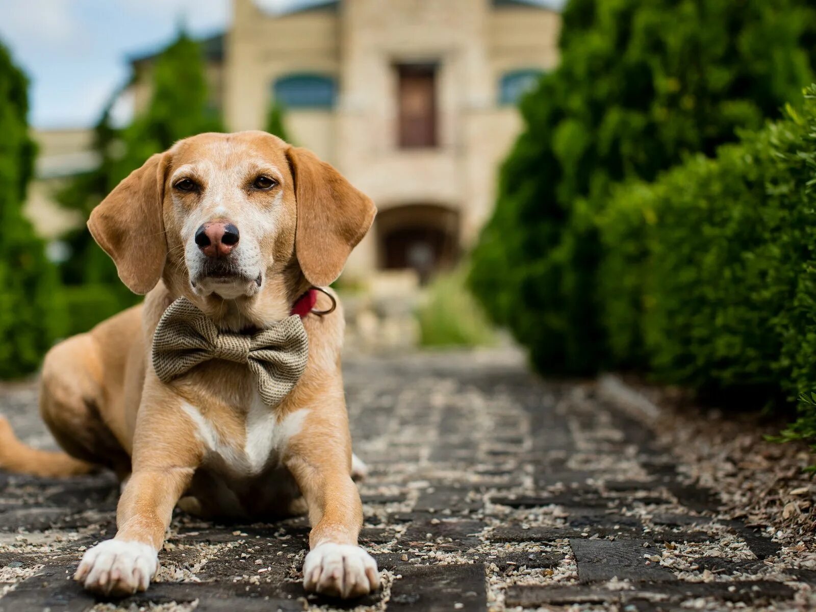 Голые собаки обои на рабочий стол. Человек с собакой. Гладит собаку. Хозяин собаки. Ретривер рыжий новошотландский.