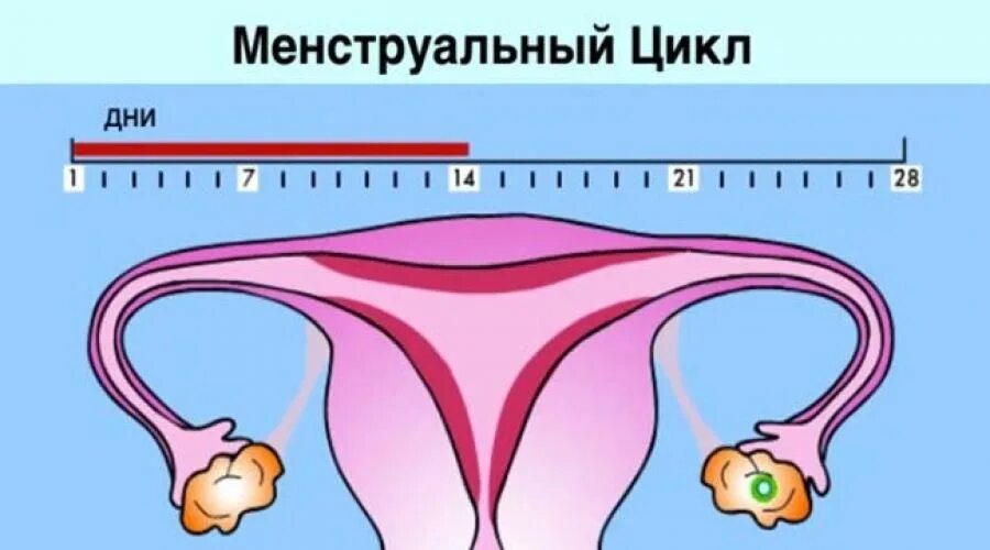 Цикл менструационного цикла. Менструальный цикл рисунок. Месячные цикл. Дни менструального цикла. 15 дней месячных причины