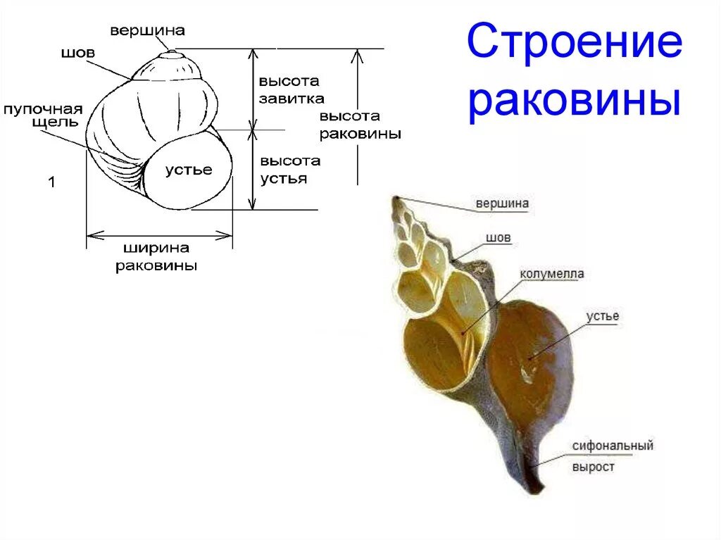 Внешнее строение раковины брюхоногого моллюска. Внешнее строение раковины большого прудовика. Строение раковины брюхоногих. Внешнее строение раковины брюхоногих моллюсков. Улитка подписи