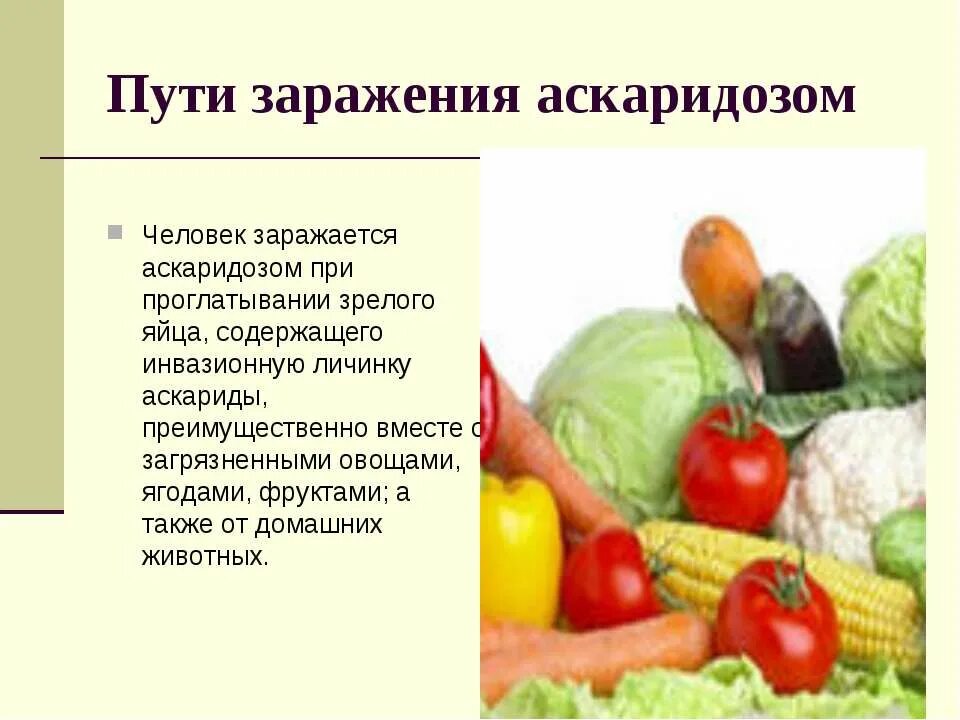 Какие продукты источник аскаридоза. Как человек заражается аскаридозом. Как человек может заразиться аскаридой. Как человек может заразиться аскаридозом. Аскаридоз пути заражения.