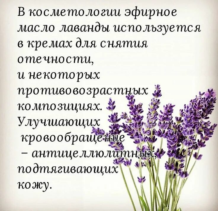 Лаванда и розмарин. Сообщение о лаванде. Лаванда полезные свойства. Лаванда для здоровья человека польза. Лаванда для здоровья человека польза.