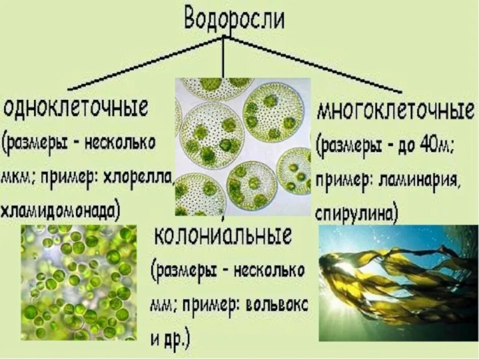 Проект водоросли. Многоклеточные водоросли 7 класс биология. Одноклеточные водоросли 6 класс биология. Водоросли 5 класс биология. Одноклеточные колониальные и многоклеточные водоросли.