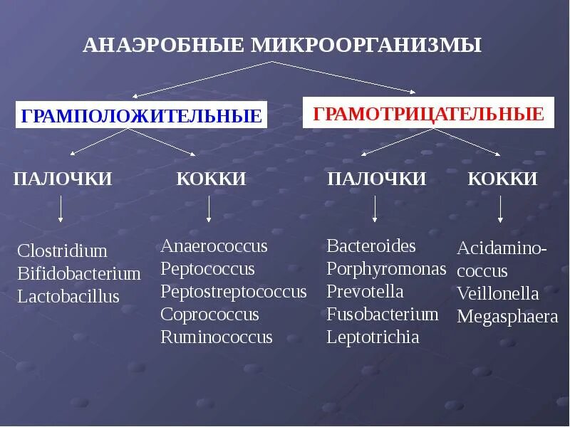 Классификация анаэробных бактерий. Анаэробные микроорганизмы грамположительные палочки. Анаэробные микроорганизмы. Анаэробы примеры бактерий. Группы патогенных организмов