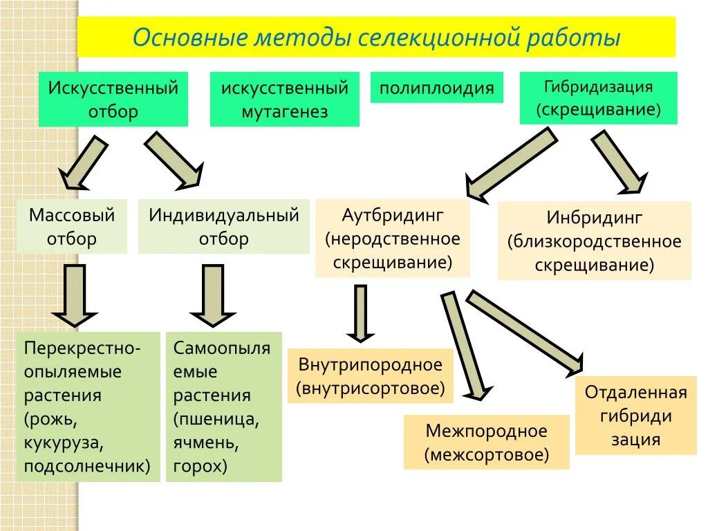 Близкородственное скрещивание получение чистых линий скрещивание