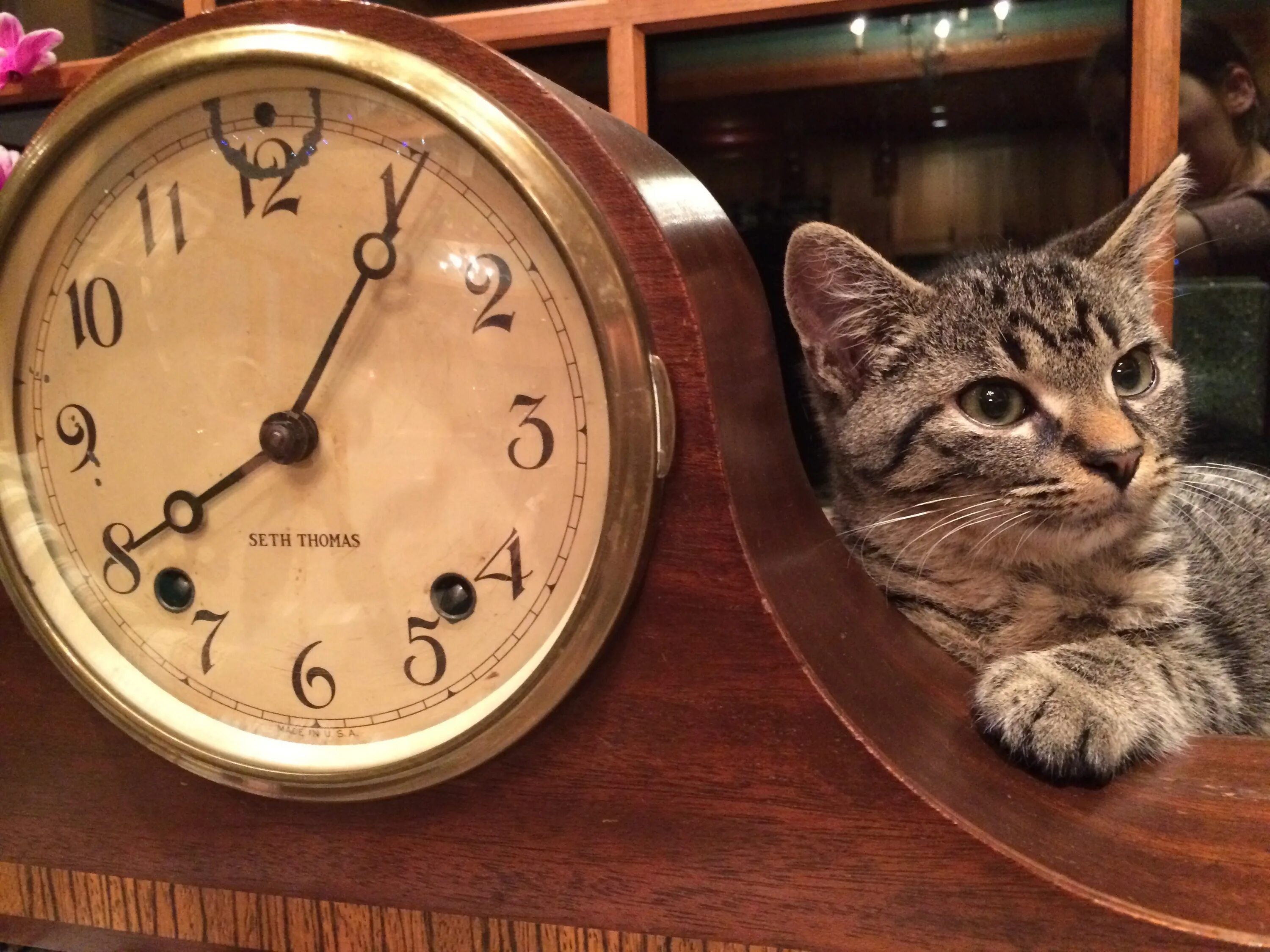 Часы про животных. Кошачьи часы. Кот с часами. Кот и часы. Котик и часы.