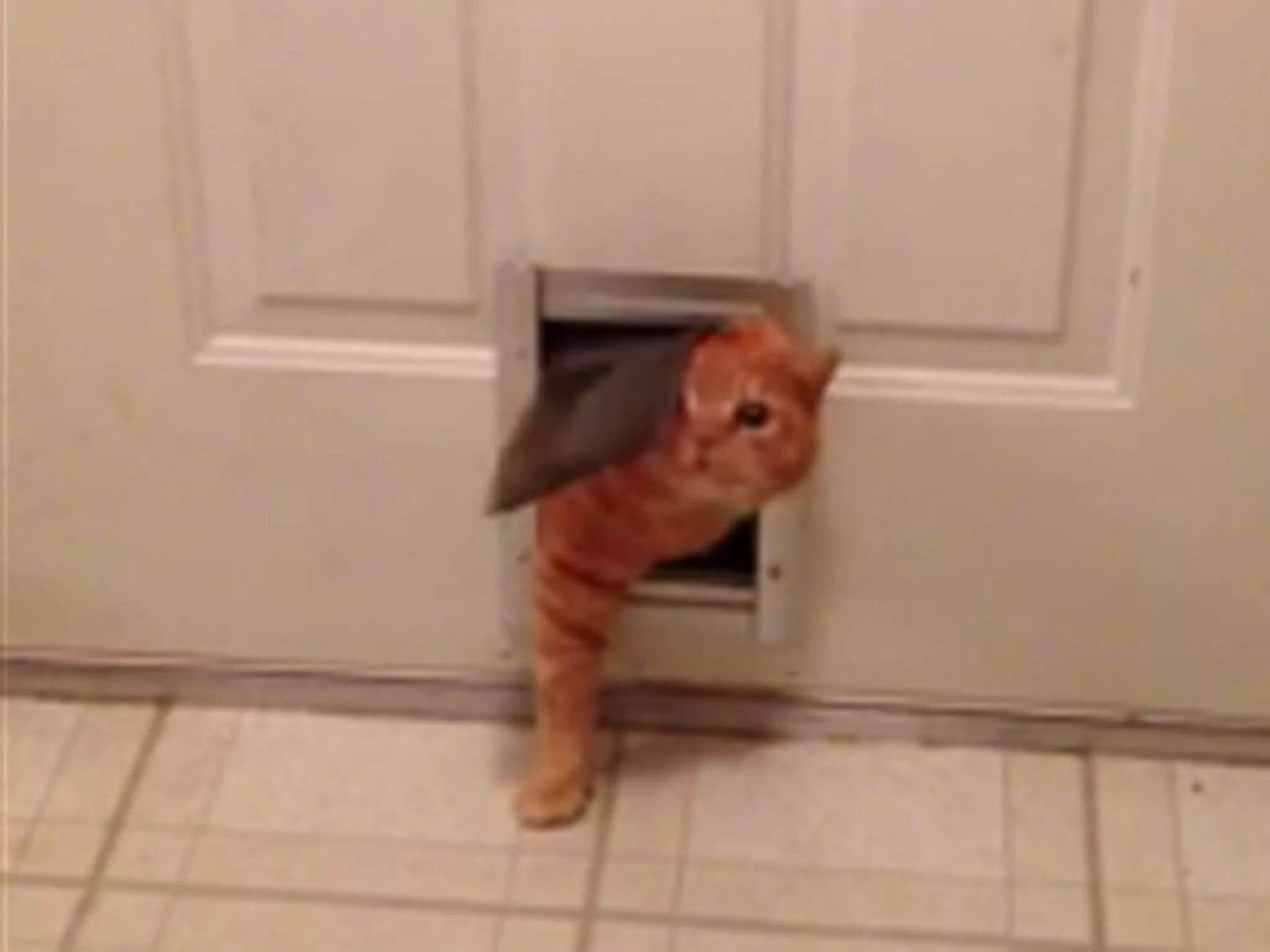 Кот у закрытой двери. Кот выходит из дома. Кот не заходит в дом. Кот протискивается в дверь. Кот не заходит в дом.