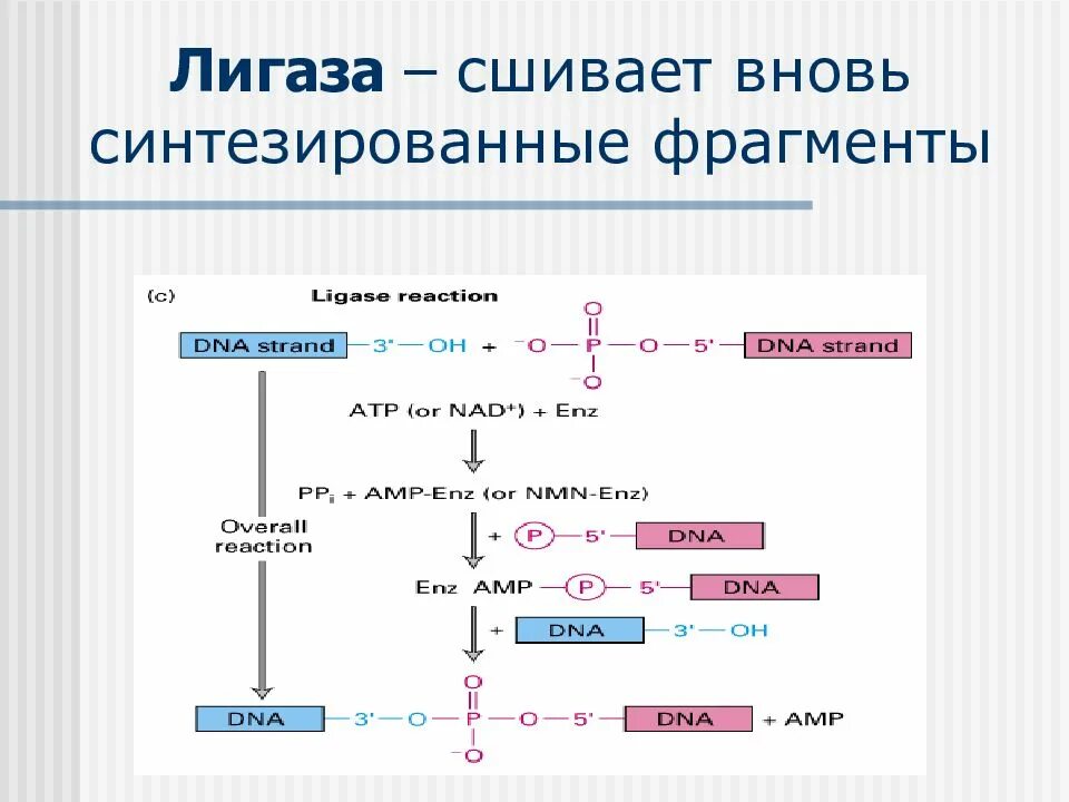 Лигазы реакции. Днк лигаза функции. днк лигаза реакция. лигаза фермент функции. лигазы ферменты.