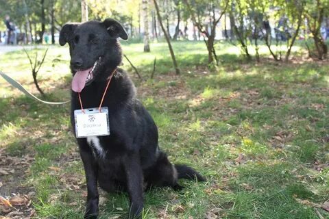 Приют бусинка барнаул