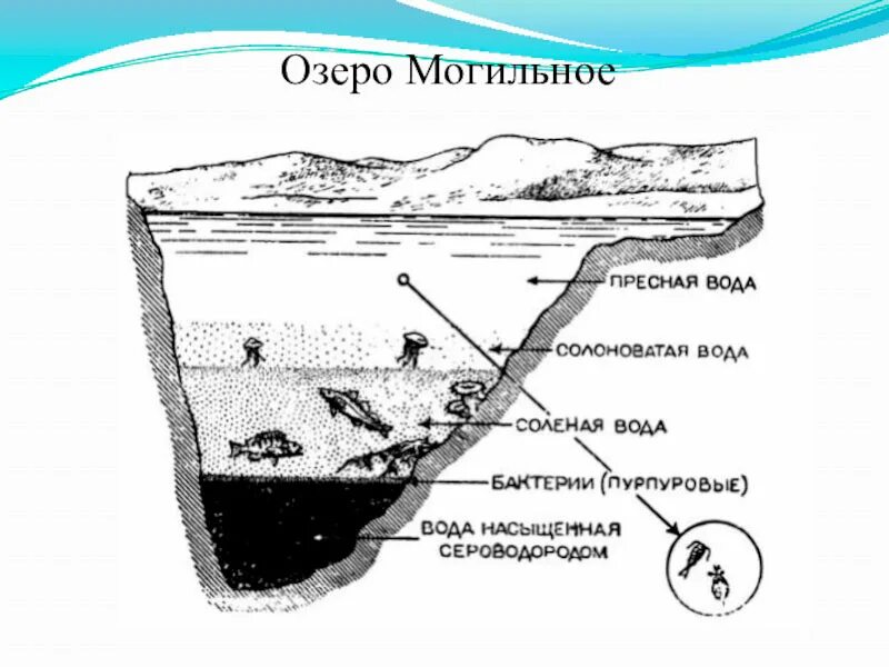 В верхнем слое воды обитает больше