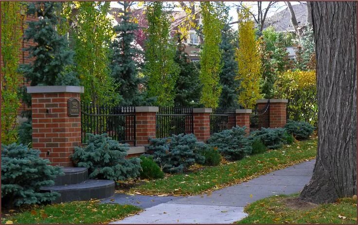 Деревья вдоль забора фото Narrow Fence Line Planting Fence landscaping, Landscaping along fence, Fence pla