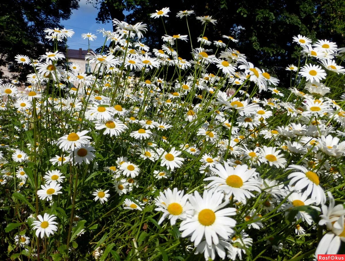 Ромашковая поляна абинский район. Ромашки в саду. Полевые ромашки. Город ромашек 2. Ромашка 8 июля.