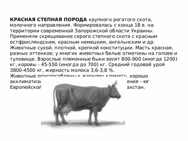 В популяции крупного рогатого скота частота. Дойные коровы красной Степной породы. Порода КРС красная Степная характеристика. Коровы Красностепной породы молочного направления. Красностепная порода КРС.