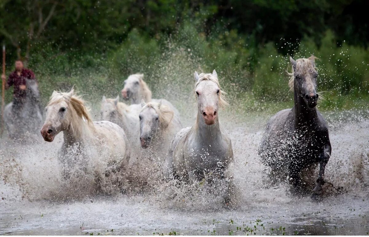 Лошадь переправа. Камаргу лошадь. Табун лошадей в воде. Лошади на переправе. Табун лошадей на реке.