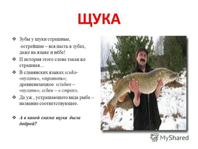 предложение про щуку. мягкий знак на конце1 клас. составьте предложение со словом щука. текст с мягким знаком. доклад про щуку.