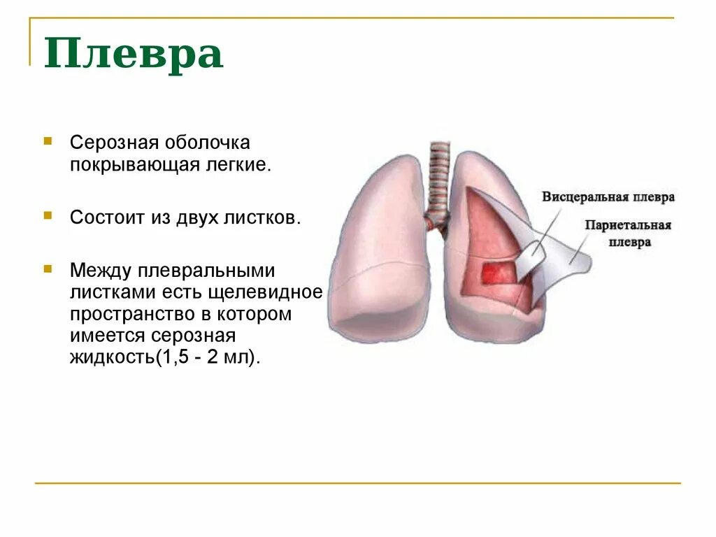 Плевра легкого строение анатомия. Плевра строение листки. Анатомия легких и плевры строение функции. Легкие плевра функции. Легкие значение кратко