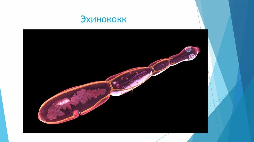 Echinococcus granulosus микроскоп. Эхинококк тип червей плоских. Эхинококк жизненный цикл промежуточный хозяин. Эхинококк тип червей плоских. Эхинококк тип червей плоских.
