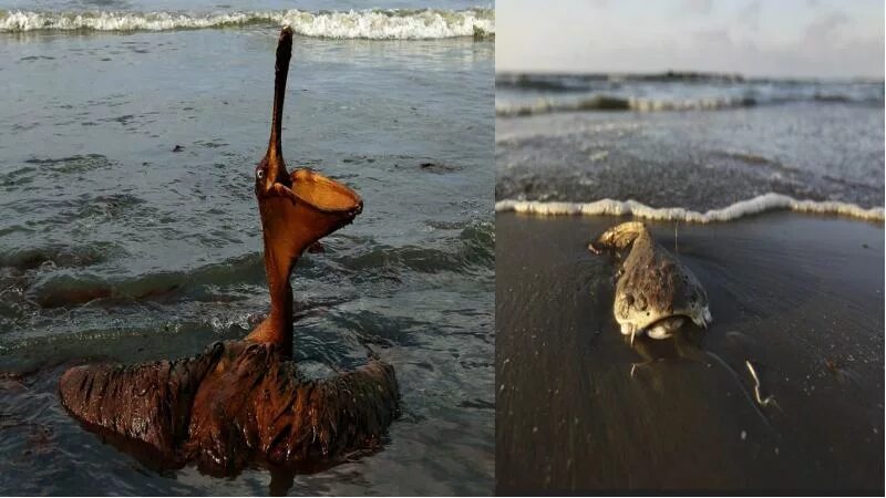 Какая последняя экологическая катастрофа. Разлив нефти в мексиканском заливе. Экологическая катастрофа в мексиканском заливе. Разлив нефти в мексиканском заливе 1979. Экологическая катастрофа 2010 года в мексиканском заливе.