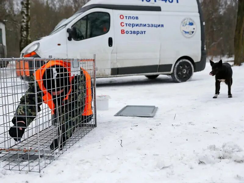 Отлов собак московская область. Одежда для сотрудника по отлову собак. Ограждение бродячих животных на ферме. Специализированный фургон для перевозки бродячих животных. Машина по отлову детей.