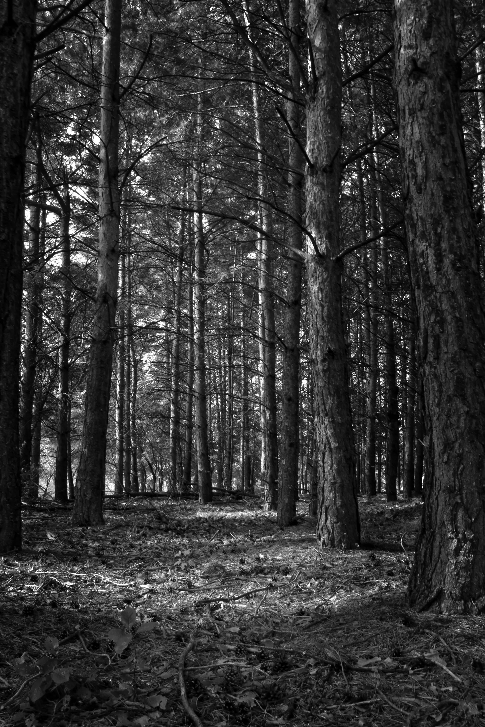 Самый черный лес. Черно белый лес. Черный лес. Xthyj ,tksq LTC. Мрачный еловый лес.