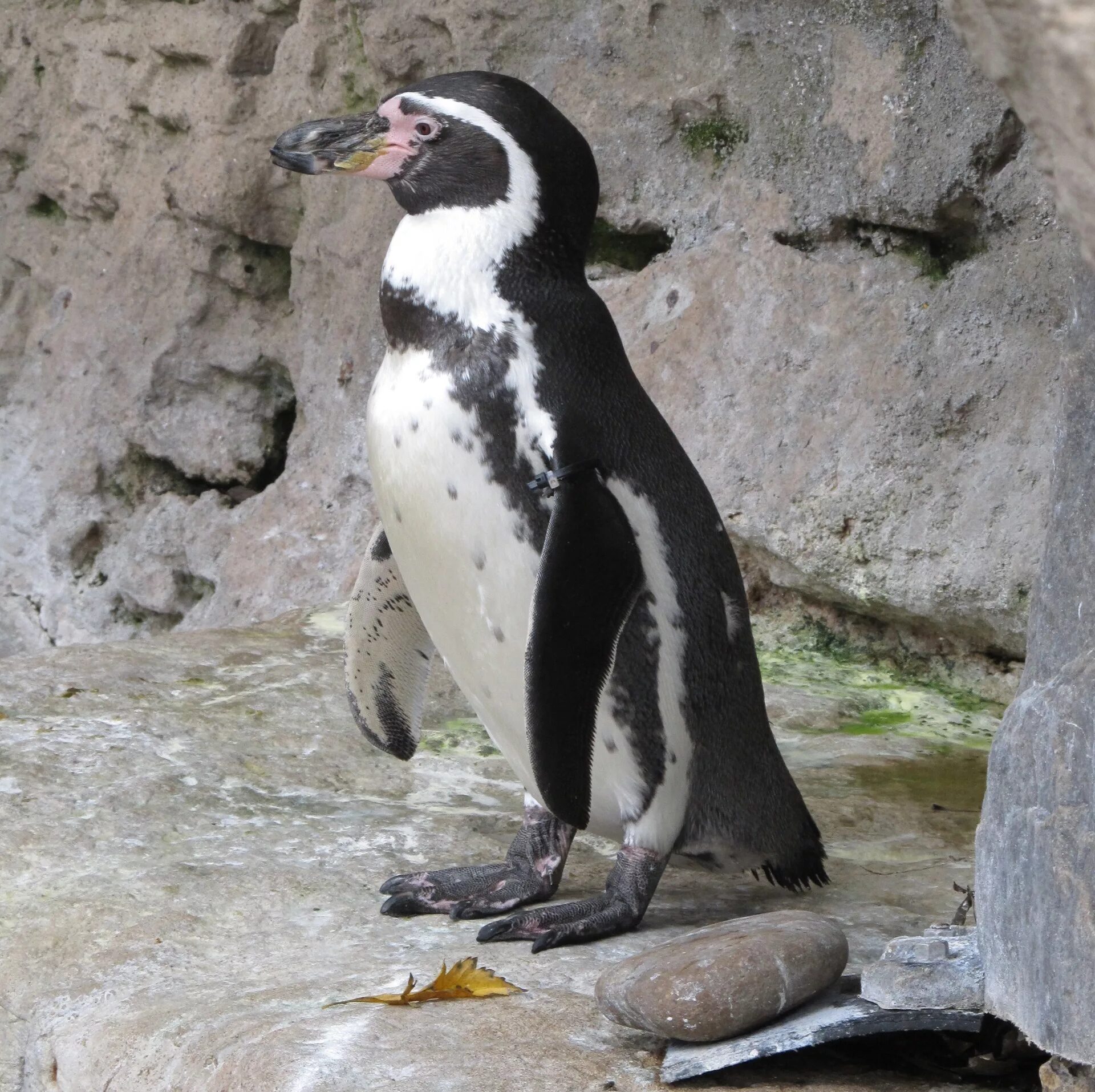 Пингвин гумбольдта. Пингвин Гумбольдта Пингвинообразные. Гумбольдт Пингвин птицы. Перуанские пингвины.